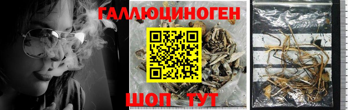 Псилоцибиновые грибы Psilocybine cubensis Ачхой-Мартан